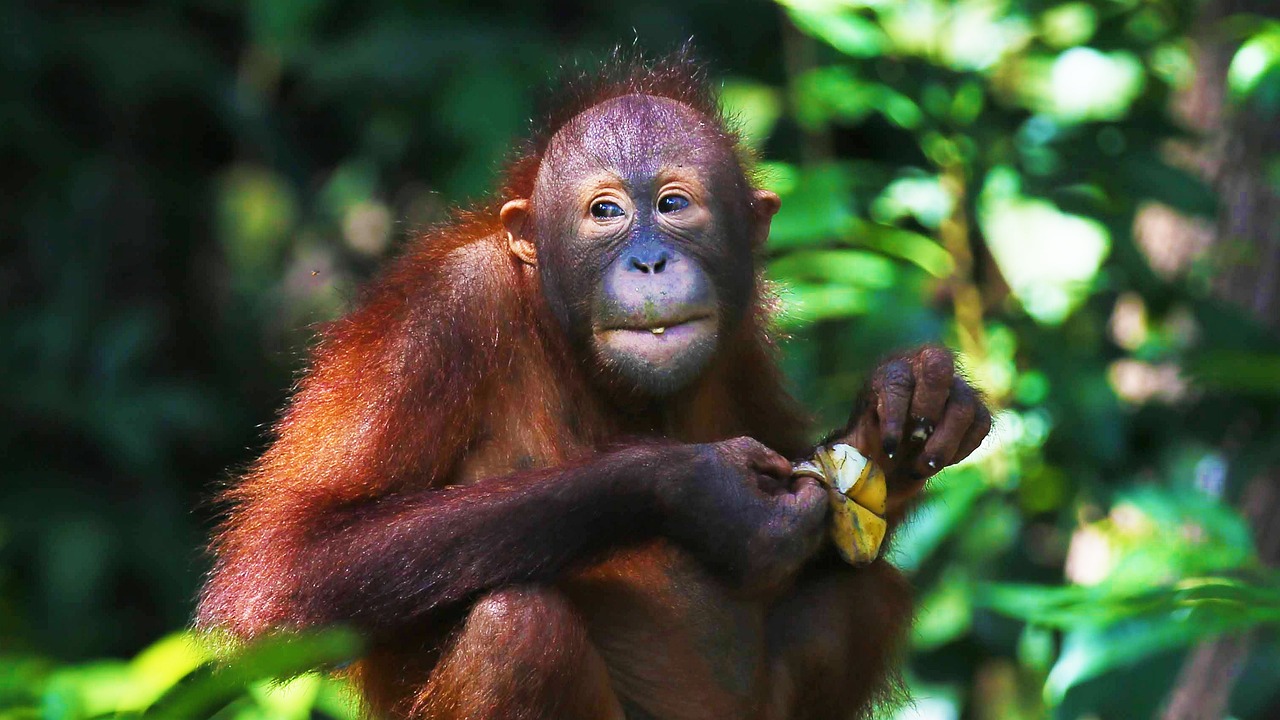 une famille d'orangs-outans dans une forêt tropicale une famille d'orangs outans dans une forêt tropicale