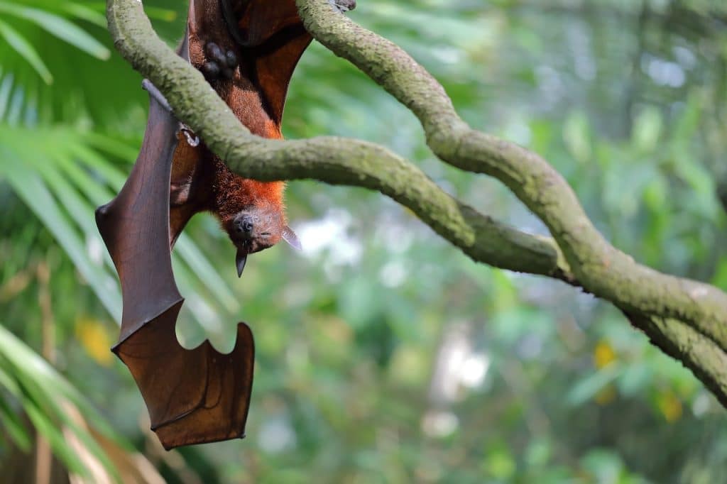 chauves-souris