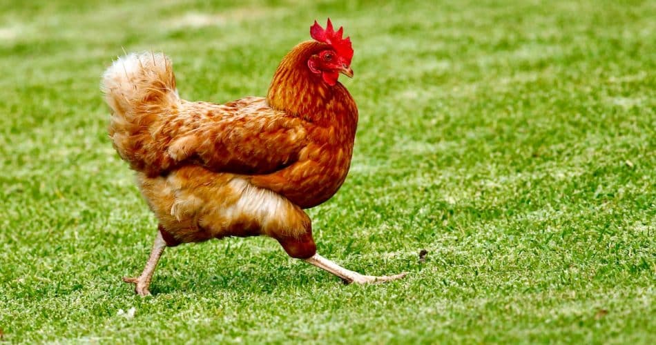 poulet
