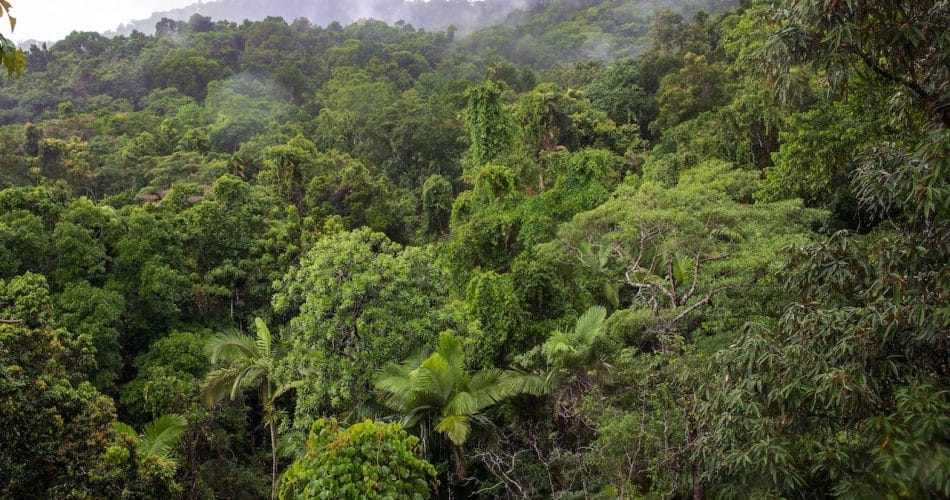 la plus grande forêt tropicale en amazonie